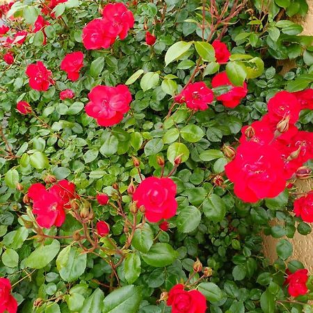 La Maison Des Roses Chadrac 외부 사진