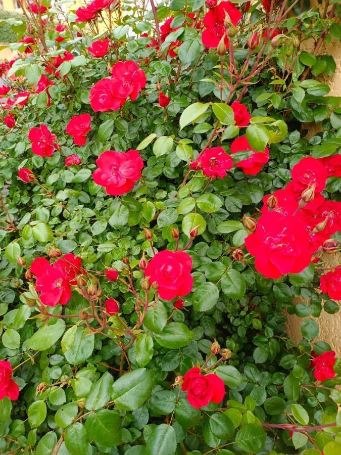 La Maison Des Roses Chadrac 외부 사진